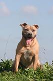 AMSTAFF ADULT 564